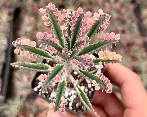 7 Propagation Leaves Leaf Graptopetalum Paraguayense Cute Succulent