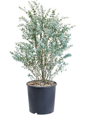 Eucalyptus Gunnii Azura Lubera De