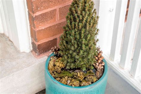 Dwarf Alberta Spruce In A Pot Plant Care And Growing Guide