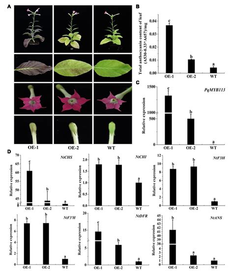 Figure From The Paeonia Qiui R R Myb Transcription Factor Pqmyb