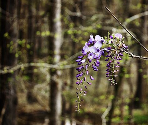 Wisteria In The Woods 3 19 2020 Timmerman Trail Cayce Flickr