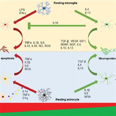 Illustrations Of Microglia And Astrocyte Polarization Activated