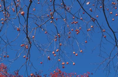 Fuyu Persimmon Tree Pruning Techniques | Home Guides | SF Gate