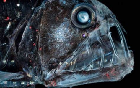 This Terrifying Anglerfish Is The Stuff Of Nightmares Metro News