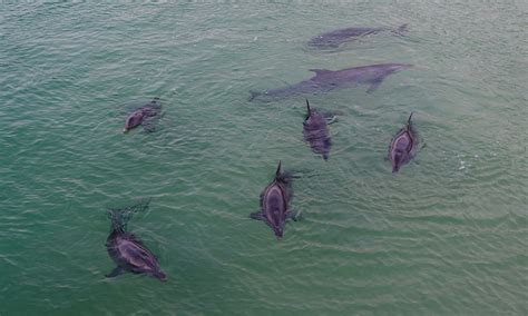 Review: Dolphin Feeding at Tangalooma Island Resort - Repeat Traveller