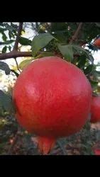 Anar Plant, Aurangabad - Manufacturer of Pomegranate and Anar plant