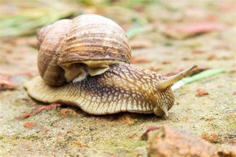 Small Garden Snail In Shell Crawling On Wet Road Slug Hurry Home