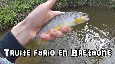 P Che De La Truite Fario Au Leurre En Ruisseau En Bretagne