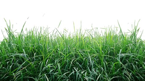 Natural Grass Png Image Hand Painted Grass Nature Grass Grassland