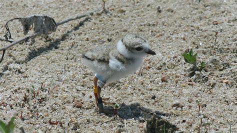 Piping Plover - Nest, Eggs, Chicks | Tern and Plover Conservation