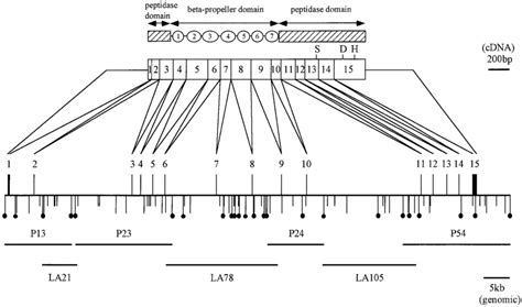 Restriction maps and structural organization of mouse prolyl ... 