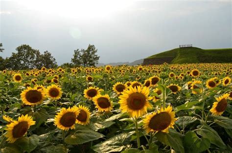 연천여행호로고루 해바라기축제와 허브빌리지의 힐링여행 네이버 블로그