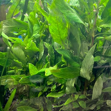 Hygrophila Costata Tropical Aquarium