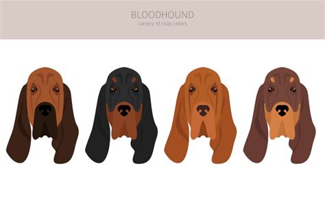 Bloodhound Vector Images Over 450