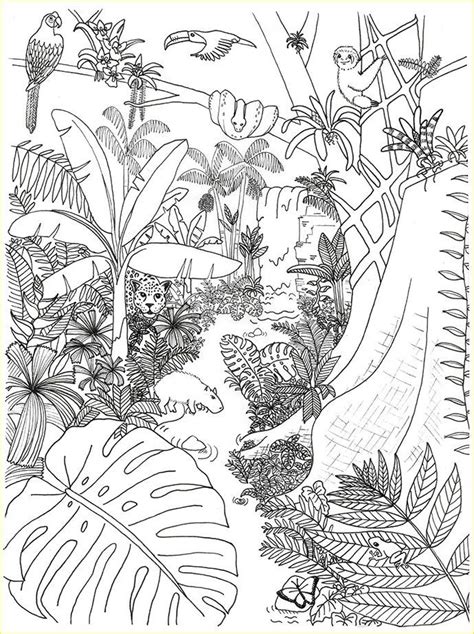 Coloring Pages Rain Forest