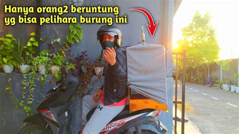 Inilah Burung Yang Paling Di Impikan Semua Kicau Mania Harganya