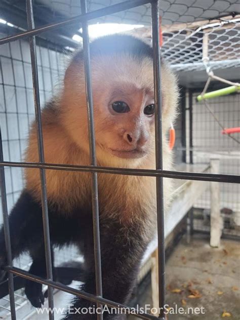 Capuchin Monkeys For Sale