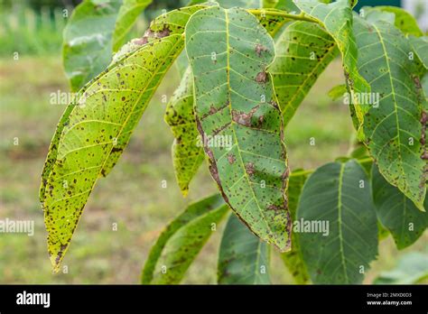 Walnut Anthracnose Or Walnut Black Spot Gnomonia Ophiognomonia