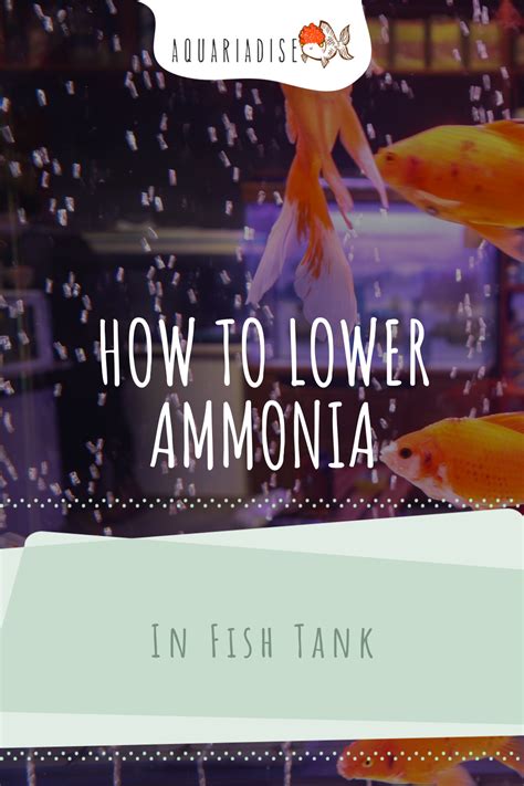 How To Lower Ammonia In A Fish Tank Pro Advice