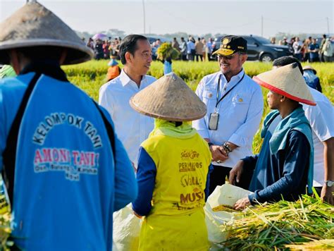 Panen Padi Didampingi Mentan SYL Presiden Jokowi Senang Produktivitas