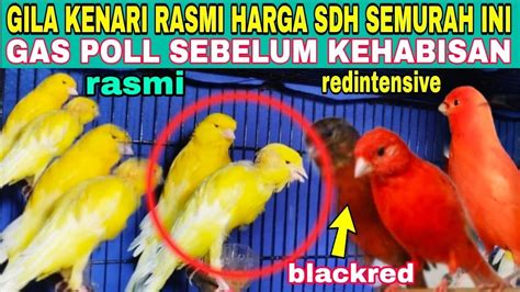 Kenari Rasmi Import Red Intensive Black Red Harga Kini Sudah Murah