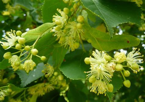 Trees Planet Tilia × Europaea Lime Linden