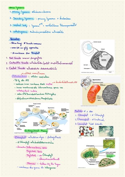 Microscopy Cell And Function By Pitsanu Duangkartok PPT