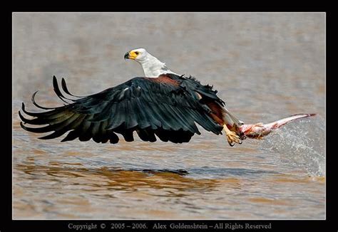 Amazing Animals Pictures The Proud African Fish Eagle Haliaeetus