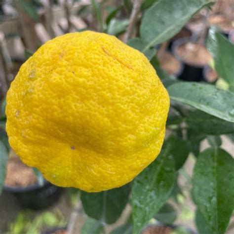 Citrus Junos Yuzu lion agrume À l ombre des figuiers