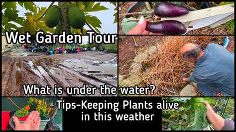 Fun Garden Tour Walkabout Growing Vegetables How To Save Plants