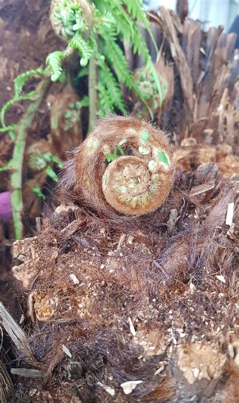 Dicksonia Antartica Tree Fern 120cm Stewarts Garden Centre