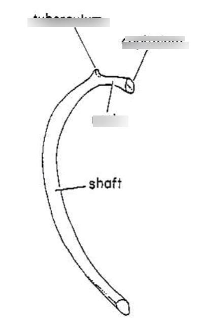 Rib Diagram Quizlet