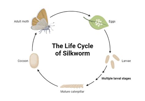 The Life Cycle Of Silkworm Biorender Science Templates