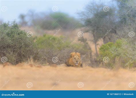 Tir De Focalisation S Lectif D Un Lion Allant Au Sol Au Loin Photo