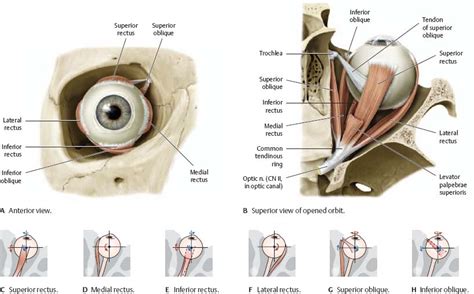 Orbit And Eye Atlas Of Anatomy