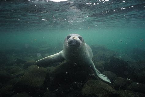 Seals Show Scientists An Unknown Antarctic Canyon Scientific American