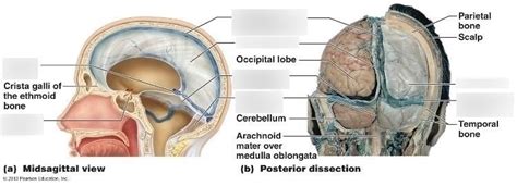 Cranial Dural Septa Diagram Quizlet