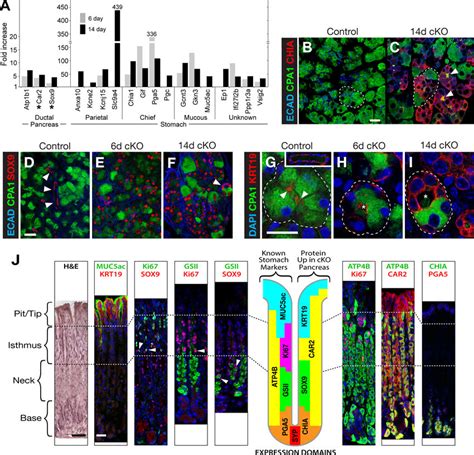 Acinar Cells Acquire Ductal And Gastric Markers A Rna Seq