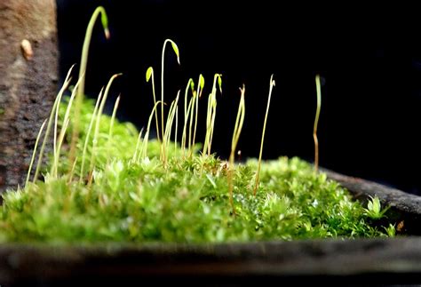 lumut spora hijau foto gratis  pixabay pixabay