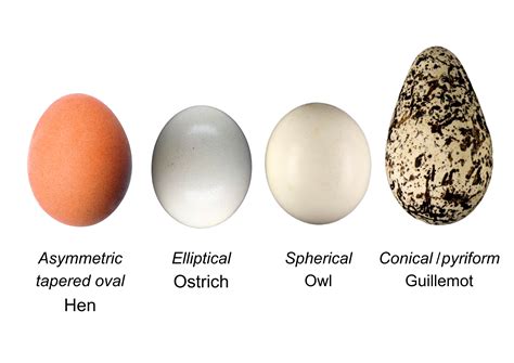 Egg-ceptional adaptations - Double Helix