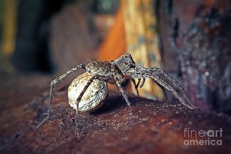 Lycosidae Female Wolf Spider With Egg Sack Photograph By Frank Ramspott