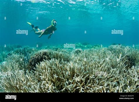 Skin Diver At Shallow Reef Micronesia Palau Stock Photo Alamy