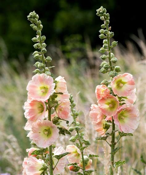 Hollyhocks care and growing guide: expert tips | Homes & Gardens