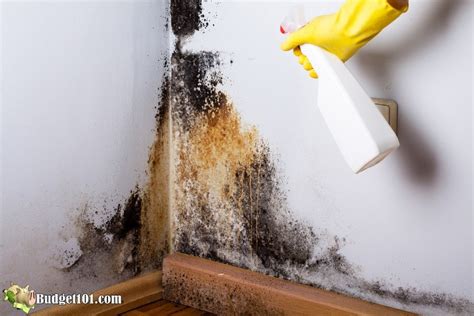 How To Get Rid Of Mold Smell By Budget101