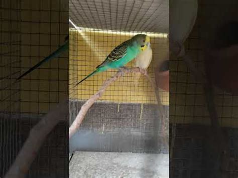 Budgerigar Breeding Setup YouTube