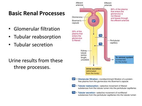 PPT GLOMERULAR FILTERATION PowerPoint Presentation ID 2165375