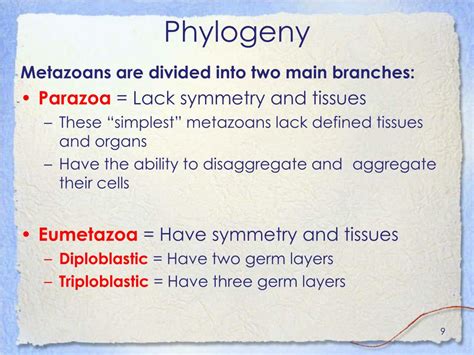 Ppt Overview Of Metazoan Diversity Powerpoint Presentation Free