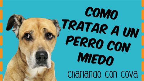 Formas De Trabajar Con Un Perro Miedoso T Cnicas Profesionales