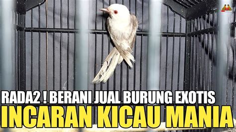 Rada Cuma Kios Ini Yg Berani Jual Ratusan Burung Exotis Incaran