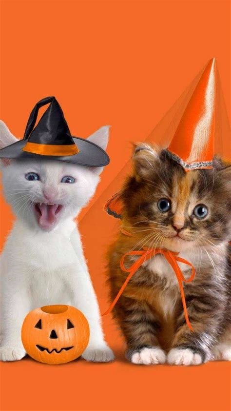 Halloween Cute Animal Wallpapers Wallpaper Cave